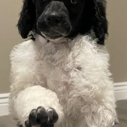 Poodles from Poetry Poodles
