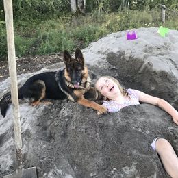 German Shepherd Puppies from Oregon German Shepherds