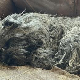 Ellie - Cairn Terrier