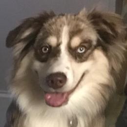 Luca - Miniature Australian Shepherd