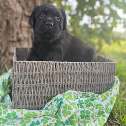 Orange girl - Black female Labrador Retriever puppy in Corning, California from Raven's Labradors