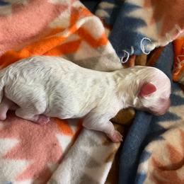 Female 2 - White female Bichon Frise puppy in Pocatello, Idaho from Sarah's Cavachons, Bichons & King Charles Cavalier Spaniels