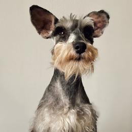 Miniature Schnauzers from Rocky Mountain Schnauzer