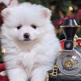 Pomeranian Puppies from Passionate PomPoms