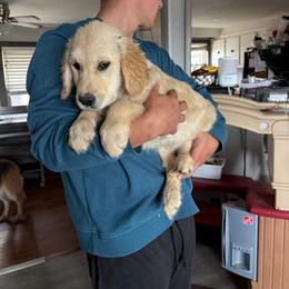Peaches - Light golden female Golden Retriever puppy in Colorado Springs, Colorado from Sharp Guardians and Goldens
