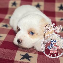 Glory - Parti female Miniature Schnauzer puppy in Dorr, Michigan from Enchanted Paws