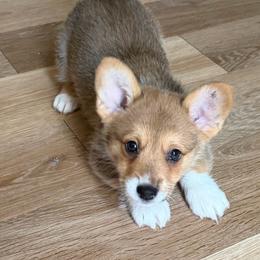 Salvador Dali - Sable male Pembroke Welsh Corgi puppy in Snellville, Georgia from Laur's Classic Corgis