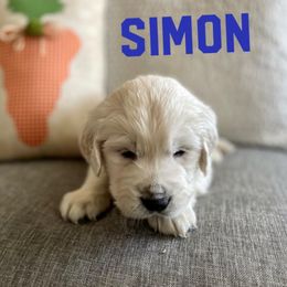 Bernedoodles, Bernese Mountain Dogs, Cavapoos, Goldendoodles, Golden Retrievers, Pembroke Welsh Corgis, and Poodles from Shaggy Mountain Pups LLC
