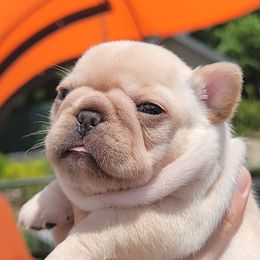 French Bulldog Puppies from Frenchie D'lite