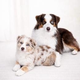 Liam - Red tri-color male Miniature American Shepherd puppy in Rockford, Illinois from Andover Aussies