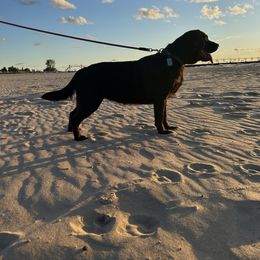 Kia - Labrador Retriever