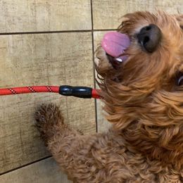 Cavapoo and Poodle All Grown Up from Happy Tails Poods and Doods