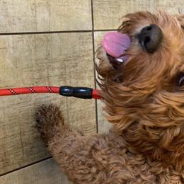 Cavapoo and Poodle All Grown Up from Happy Tails Poods and Doods
