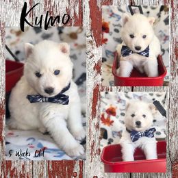 Siberian Husky Puppies from Freedom Run Acres