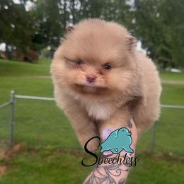 Scar- 4000 dollars - Chocolate merle male Pomeranian puppy in Perry County, Ohio from Speechless Pom’s