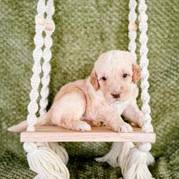 Tiger Lily (Tiger) - Cream male Labradoodle puppy in Elizabeth City, North Carolina from Howdy Doodles