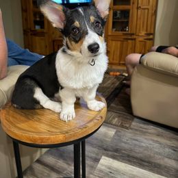 Pembroke Welsh Corgi Puppies from McMillion Corgis