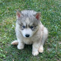 Steel - Gray and white male Siberian Husky puppy in Summerville, South Carolina from Carolina Husky Lodge