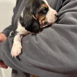 Boy 3 - Black brown and white male Basset Hound puppy in Noblesville, Indiana from Russell Bassets