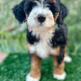 Betty 💖 - Tri-color Bernedoodle puppy in Elk Grove, California from Cali Bernedoodles
