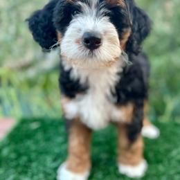 Betty 💖 - Tri-color Bernedoodle puppy in Elk Grove, California from Cali Bernedoodles