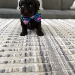 Major - Chocolate male Australian Labradoodle puppy in Calhoun, Louisiana from Arrowhead Australian Labradoodles
