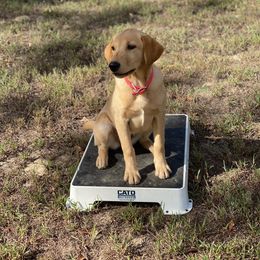 Labrador Retriever Puppies from Blueblood British Gundogs