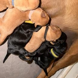 Yellow Collar - Black female Labrador Retriever puppy in San Tan Valley, Arizona from Upland Valley Kennels