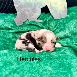 Hercules - Blue merle male Australian Shepherd puppy in Vernal, Utah from Dancing M Kennels