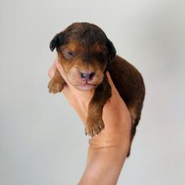 Clyde - Merle male Goldendoodle puppy in Auburn, Indiana from Martin’s Doodles