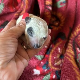 Red collar - Blue female Australian Cattle Dog puppy in Chelsea, Oklahoma from CT Mini Heelers