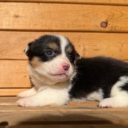 White blaze - Black and white female American Corgi puppy in Pioneer, Michigan from Country Corners Corgis