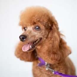 Athena - Poodle