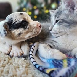 AKC - Quad Clear Merle - Boy 1 One Blue Eye - Blue merle and white male Cardigan Welsh Corgi puppy in Tombstone, Arizona from WeVolution Off-Grid