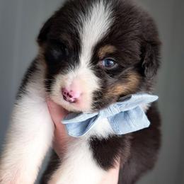 Daisy - Black tri-color female Australian Shepherd puppy in Georgetown, Texas from River Reign Australian Shepherds