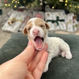 Cavapoo Puppies from Micro Cavapoos