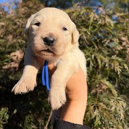Blue collar - Light golden male Golden Retriever puppy in Harrisburg, North Carolina from Bunn Ranch Goldens & Bernese