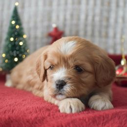 Myla - Red female Cavapoo puppy in Honey Brook, Pennsylvania from Stoltzfus Family Puppies (license number 18844)