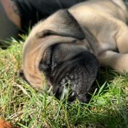 Cane Corso Puppies from PNW Cane Corsos
