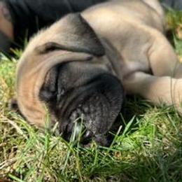 Cane Corso Puppies from PNW Cane Corsos