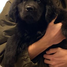 Newfoundland Puppies from Paragon Newfoundlands