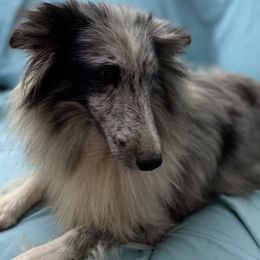 Felicity - Shetland Sheepdog