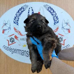 Purple collar long coat - Sable female German Shepherd puppy in Hollis Center, Maine from Noble German Shepherds of Maine