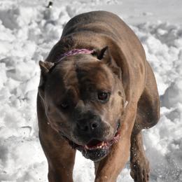 Rogue - Cane Corso