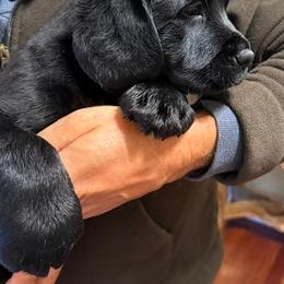 Jethro - Black male Labrador Retriever puppy in Maynardville, Tennessee from Three Bears Labradors