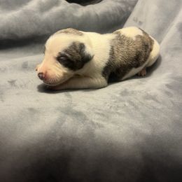 Hector - White and fawn brindle Whippet puppy in West Plains, Missouri from Sycamore Ridge Puppies