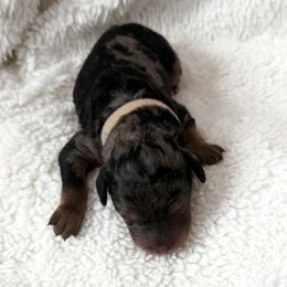 Liberty - Merle female Goldendoodle puppy in Fairwood, Washington from Goldendoodles on the Prairie