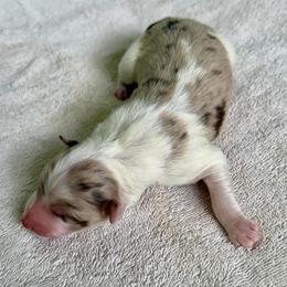 Autumn - Red merle female Border Collie puppy in Rickman, Tennessee from Roaring River Border Collies