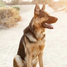 German Shepherds from Rachelle Salerno