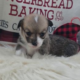Hazel - Sable female Pembroke Welsh Corgi puppy in Charleroi, Pennsylvania from Twilight Hollow Corgis